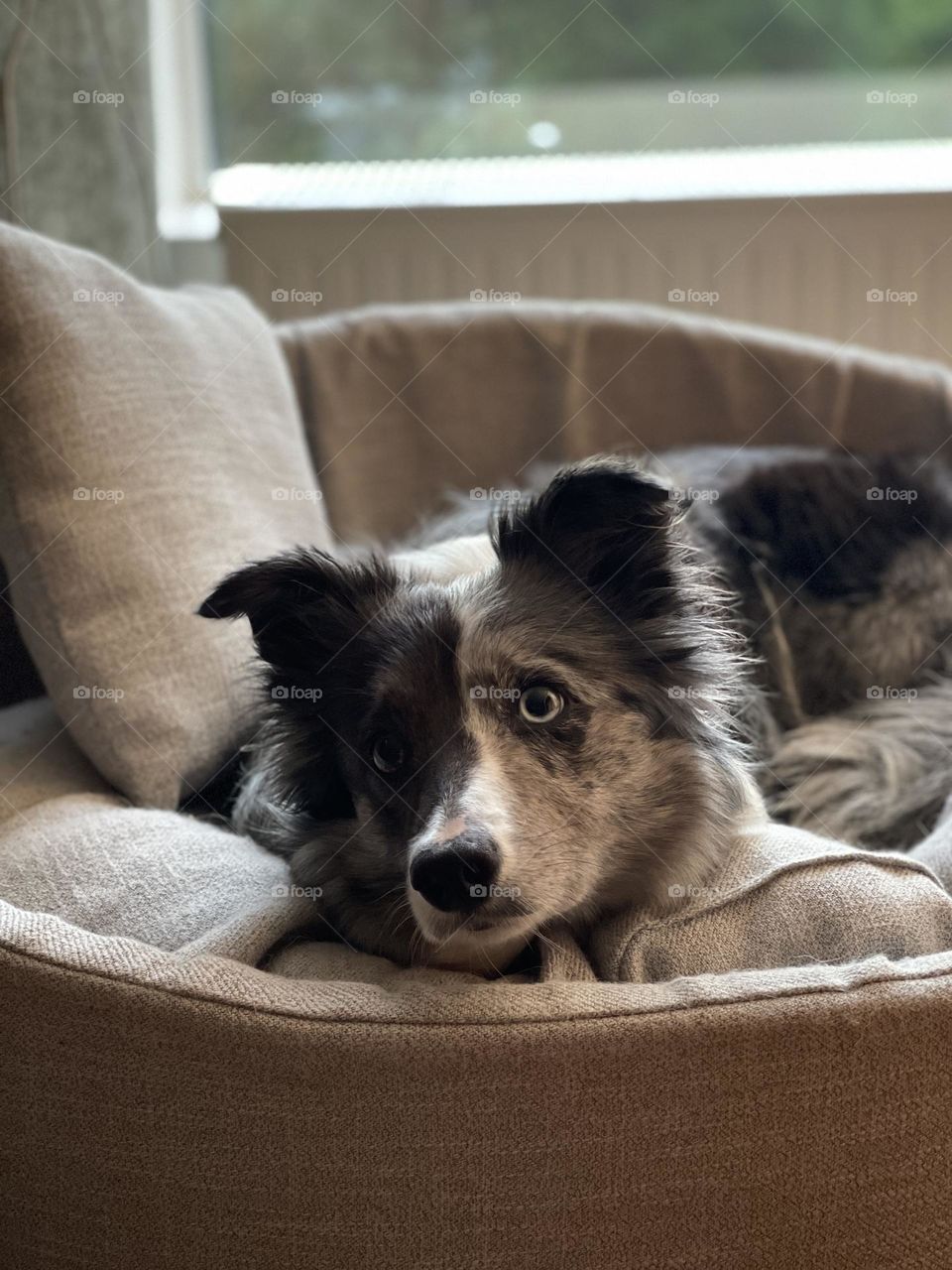 Curious look with those adorable different eyes of border collie 