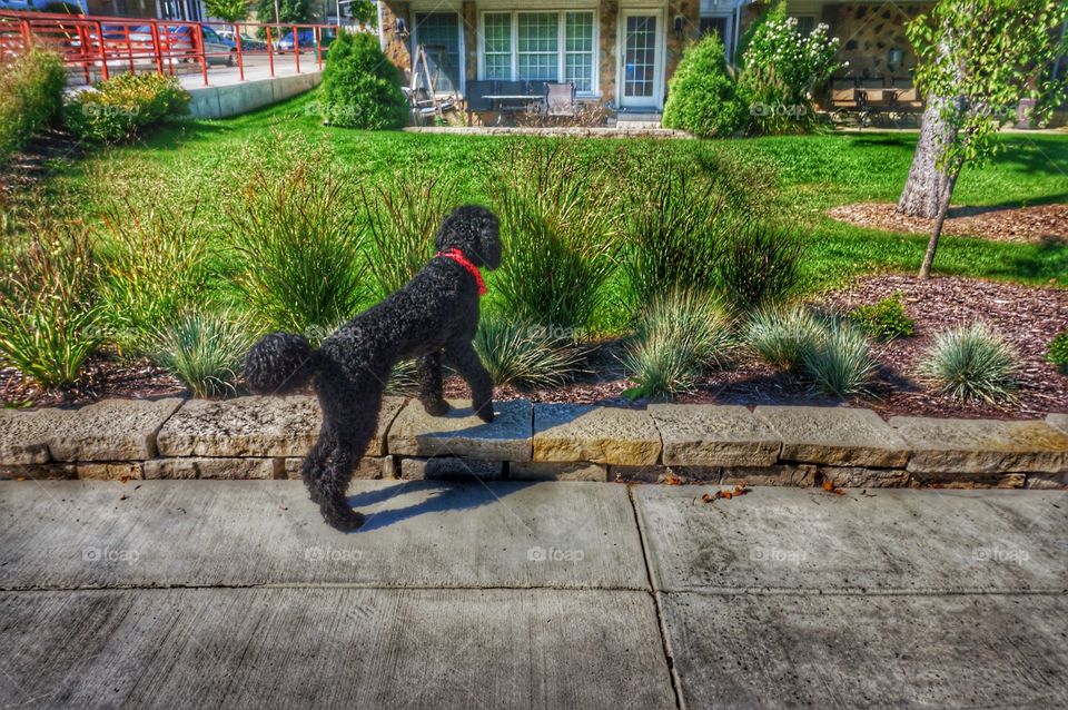 Dog. Enjoying Nature