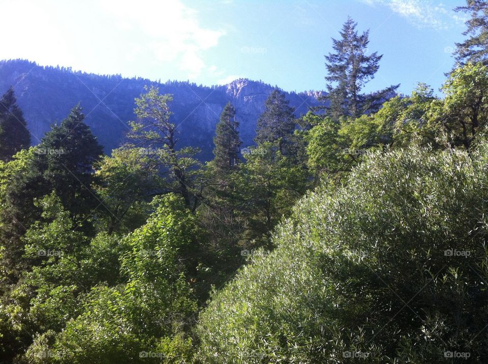 Yosemite trees