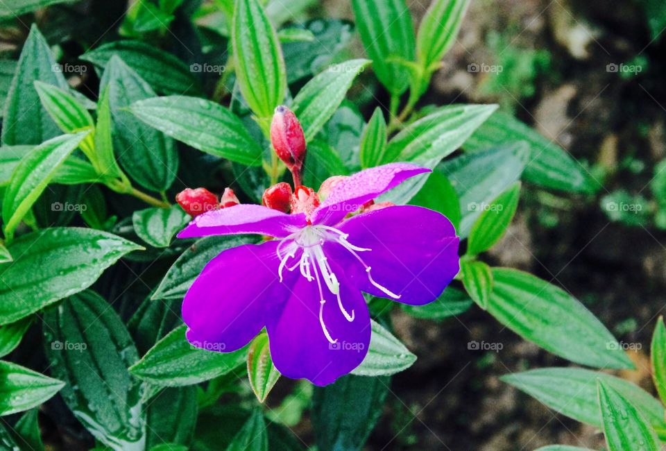 Flower in Cambodia