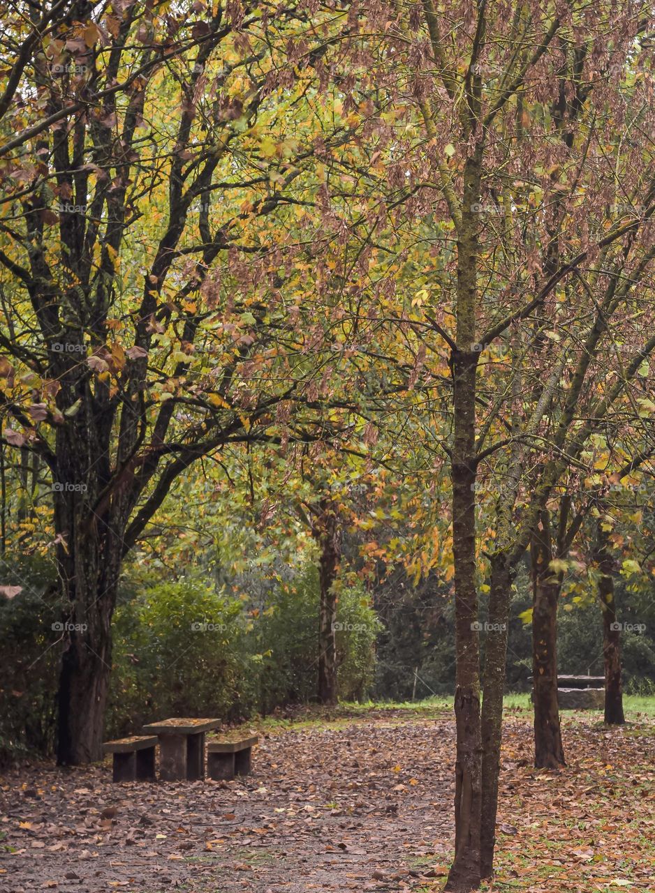 Autumn leaves changing from green to brown and falling from the trees on a windy autumn day