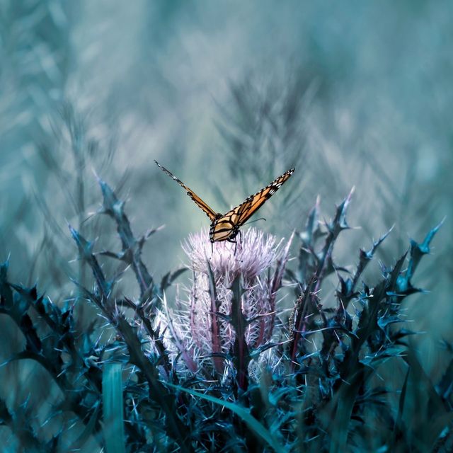 A touch of thistle