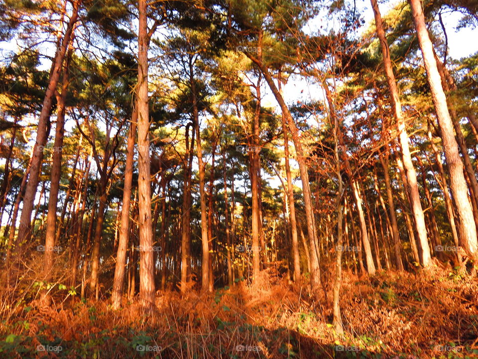 magical forest in Marchiennes North of France