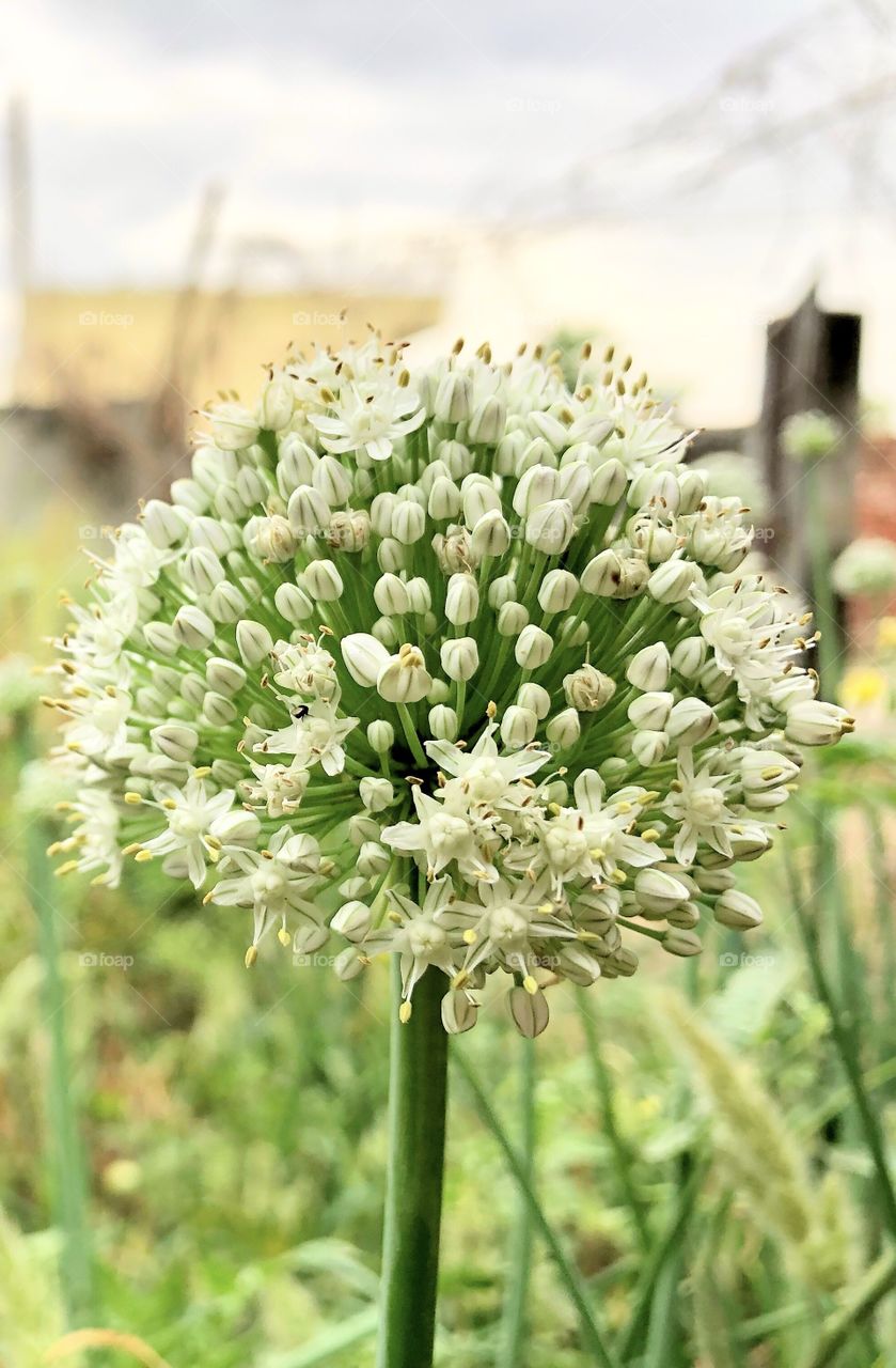 Onion flower closeup 