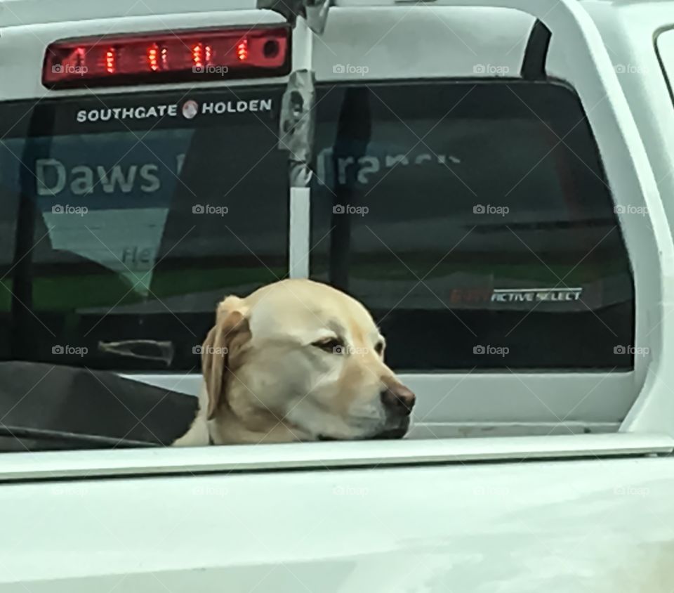 White Labrador retriever dog in back of white pickup truck ute