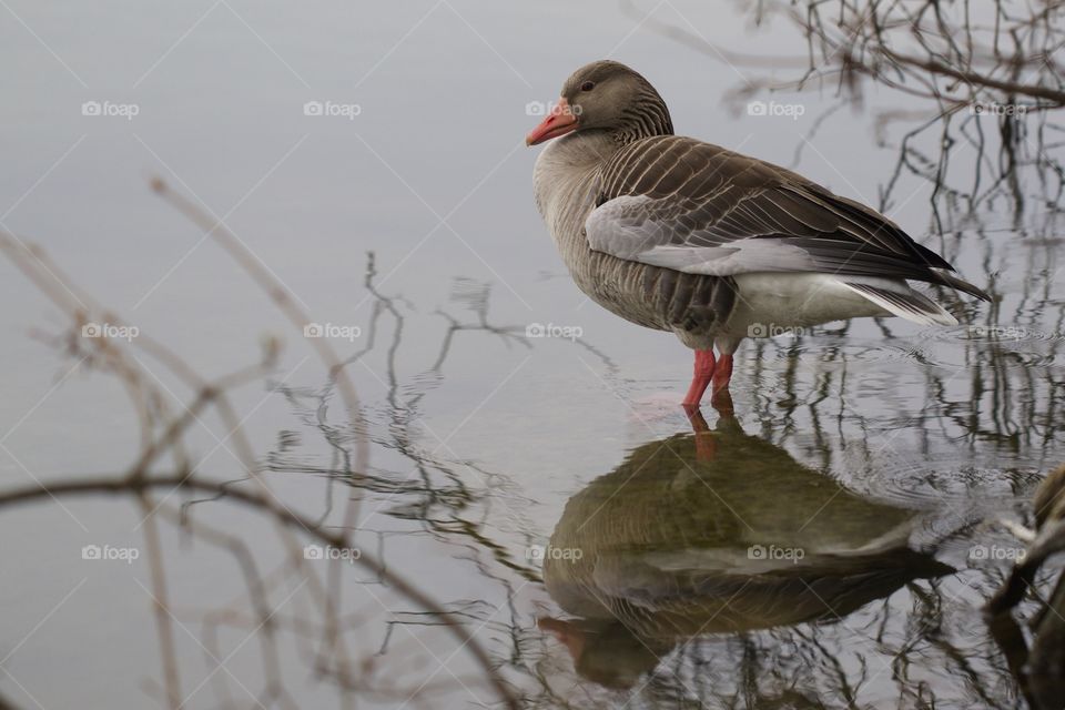 Duck reflecting on the lake