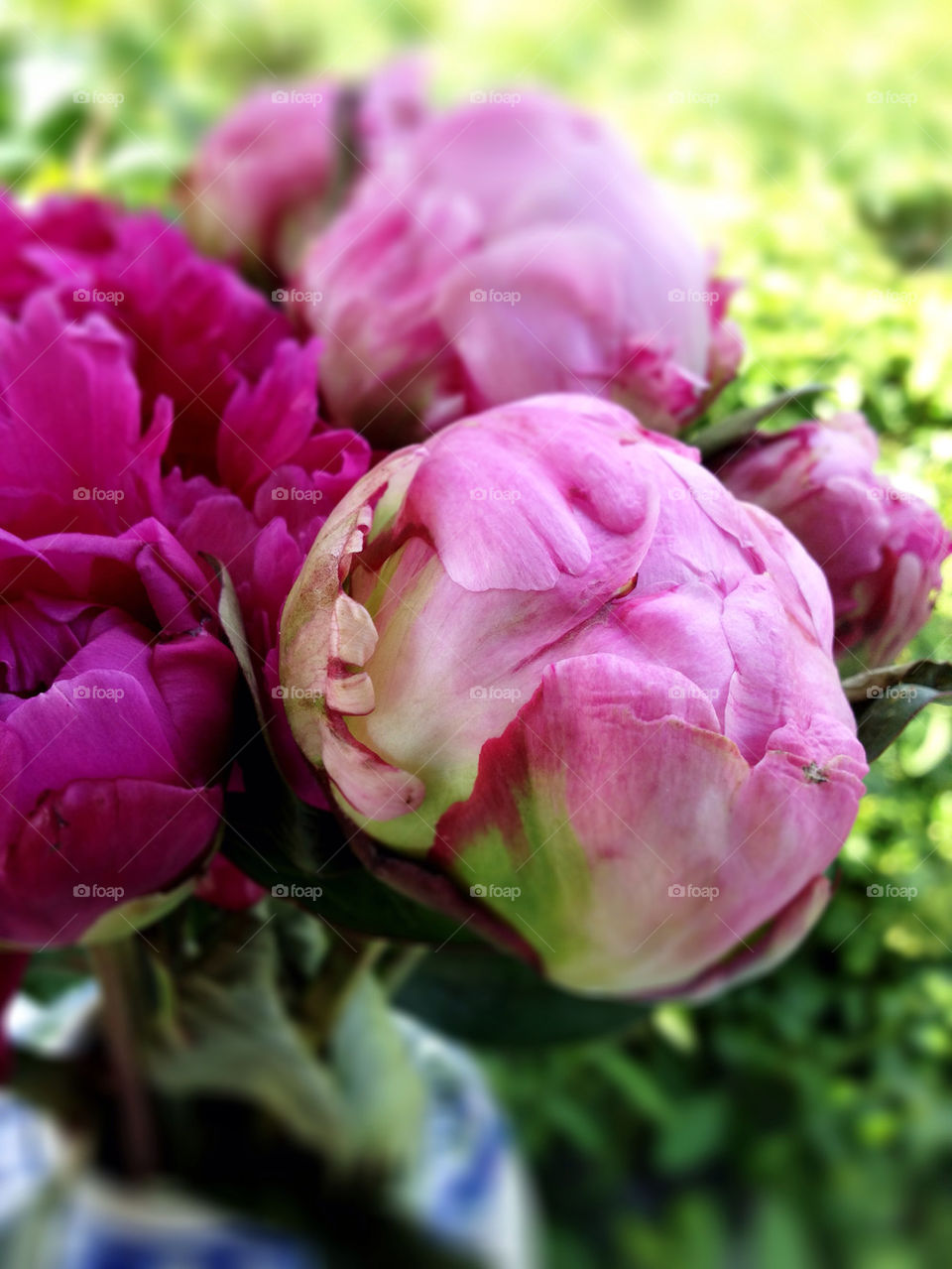 flowers garden pink summer by leewee