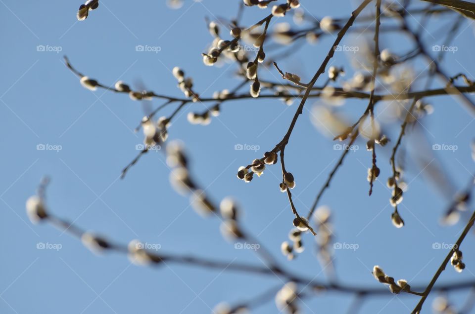 Willow branches against the blue sky. Spring season.