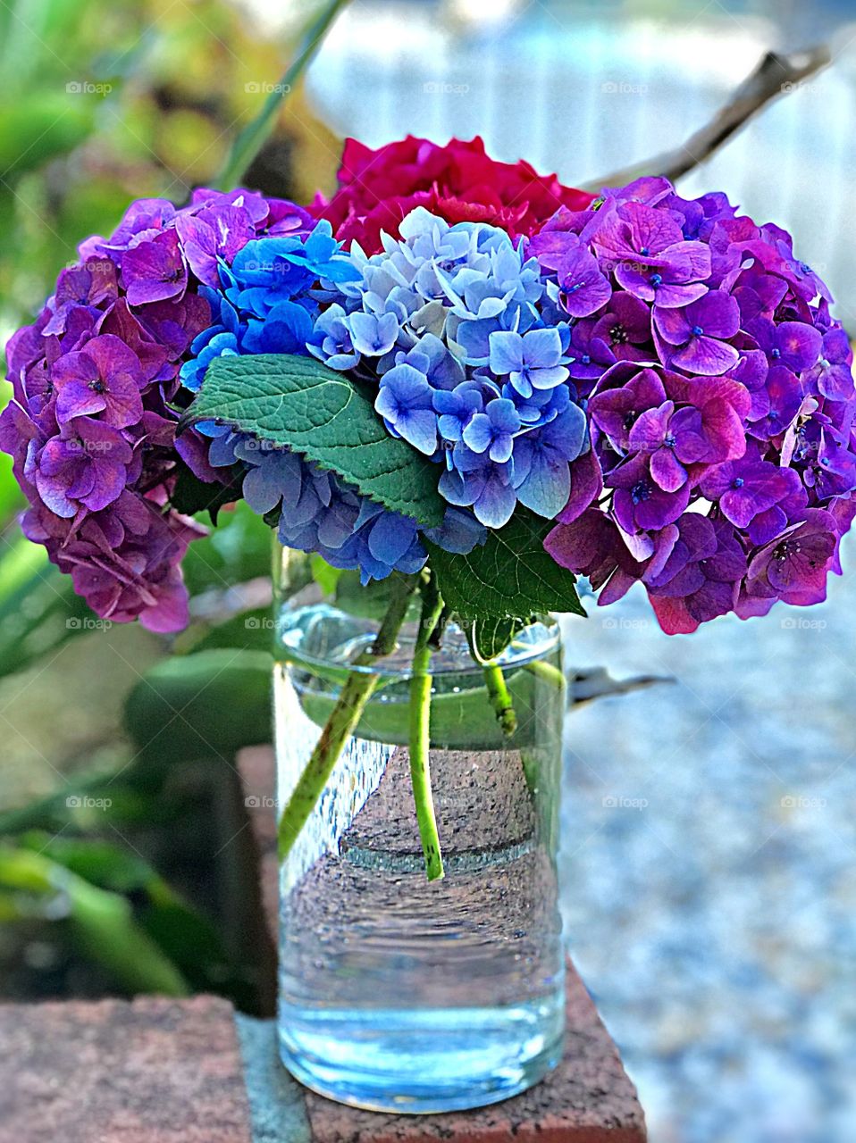 Hydrangea