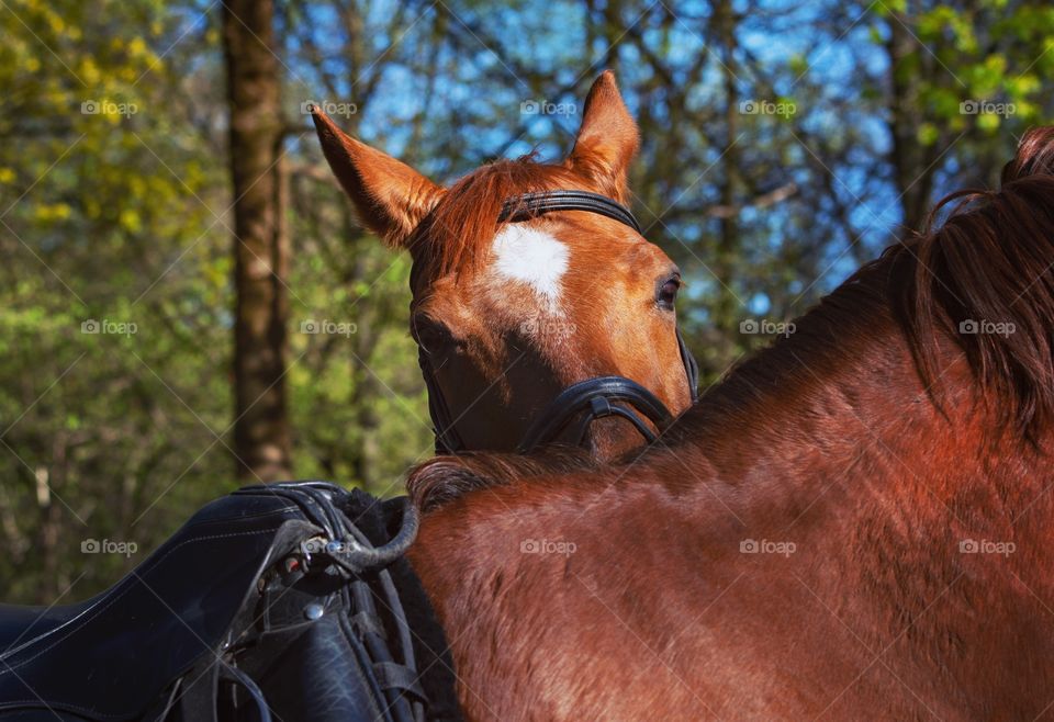 Chestnut police horse peeking over another hors: back