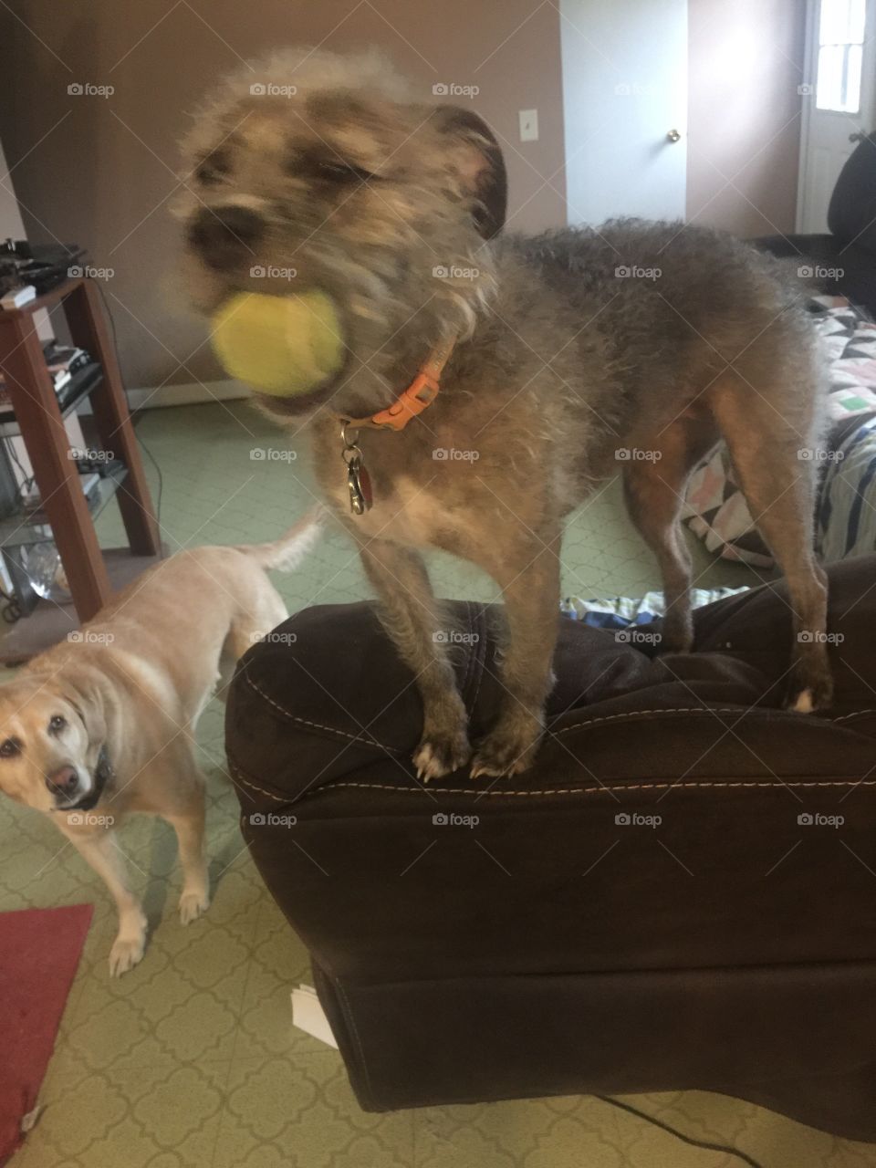 Dogs with ball tennis