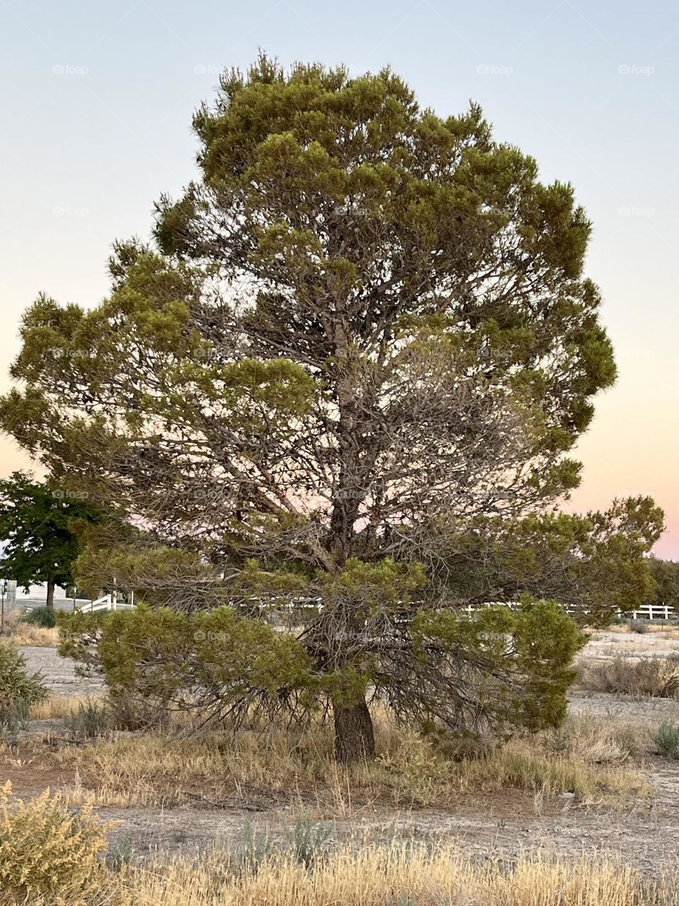 A beautiful pine tree