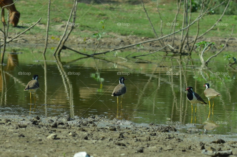 wild life birds Life style hack