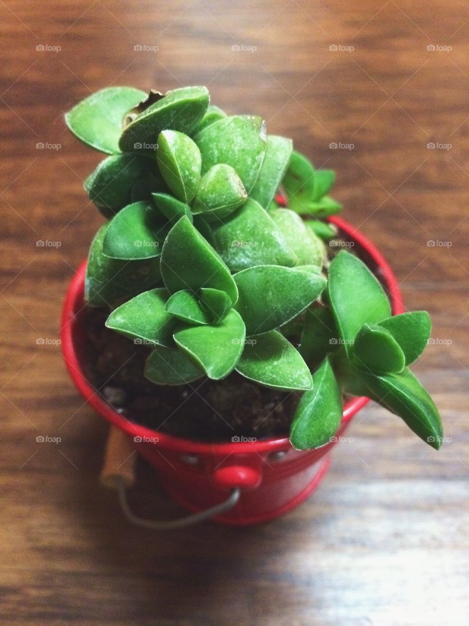 Little cactus 