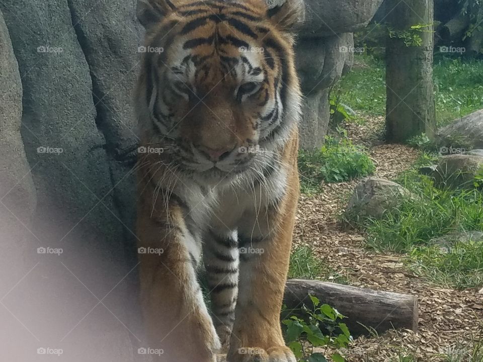 Mammal, Cat, Wildlife, Zoo, Tiger