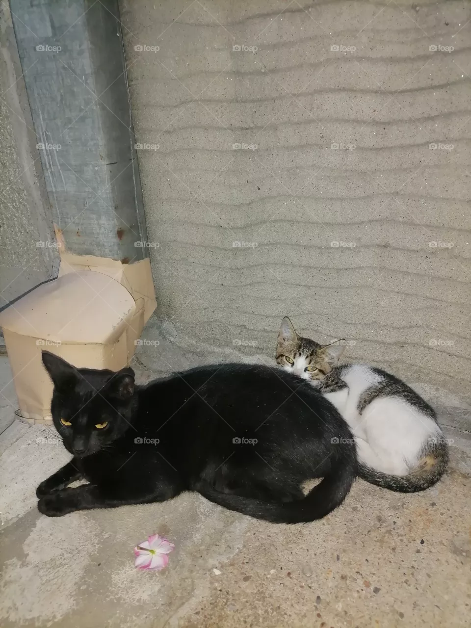 Cat friends