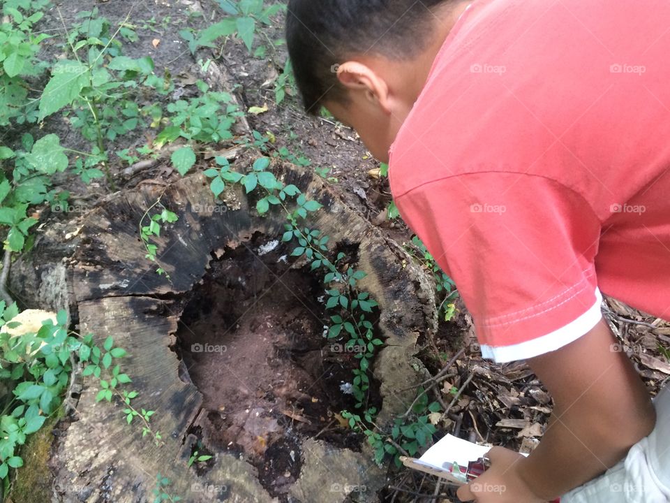 Spider web tree stub 