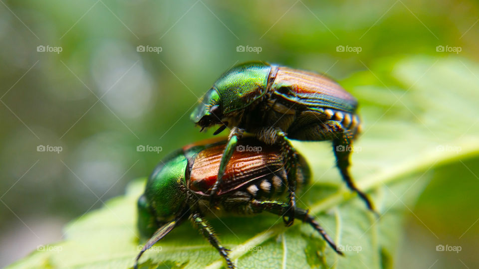 Japanese beetles mating