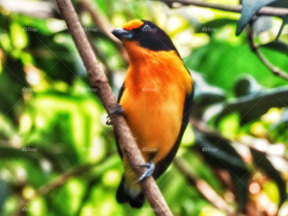 Tropical Yellow Tanager