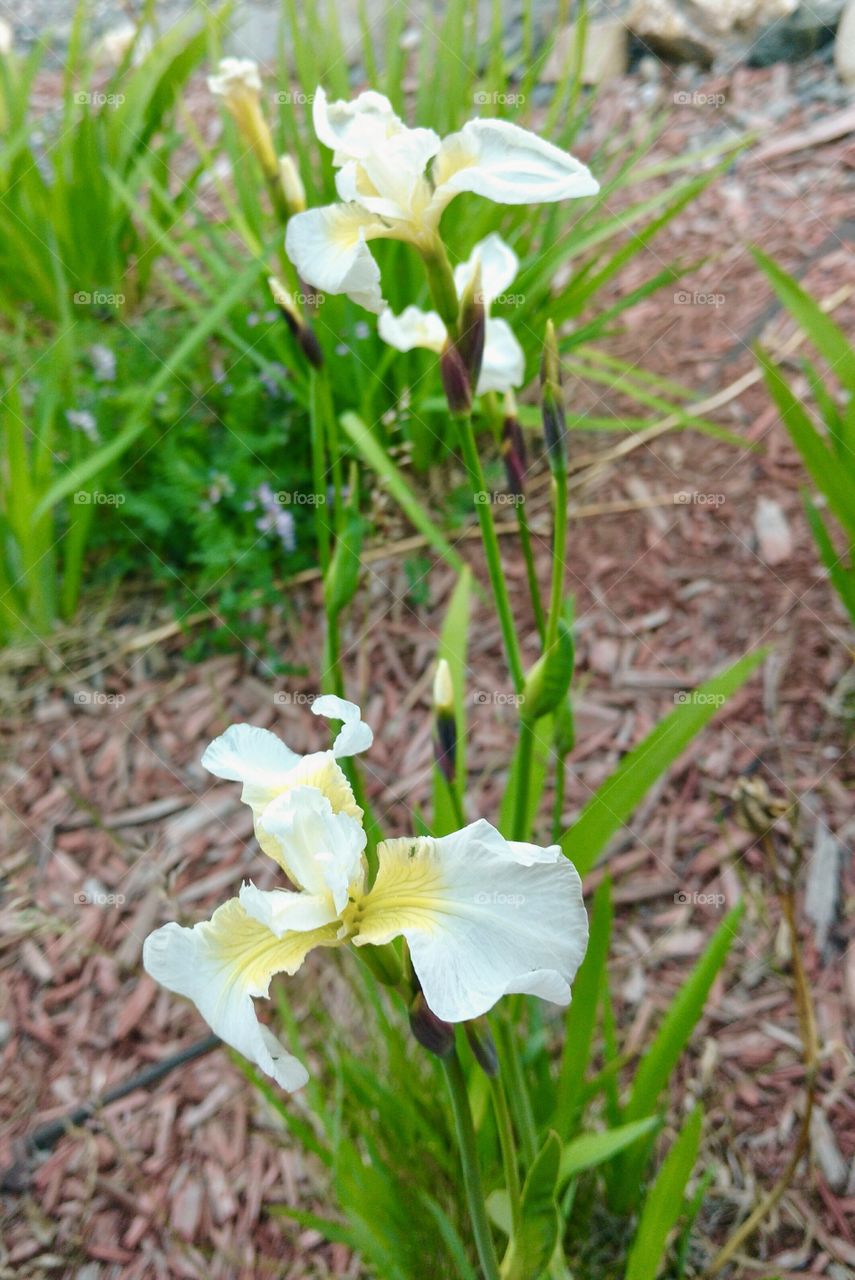 Wild White Iris - Denali National Park Alaska 