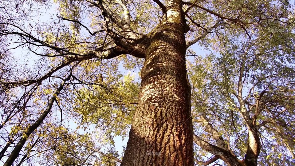 forest giant