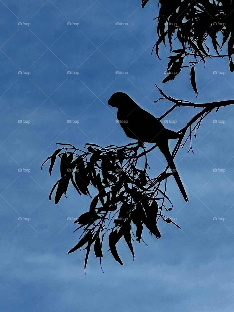 Bird in a tree shadow 