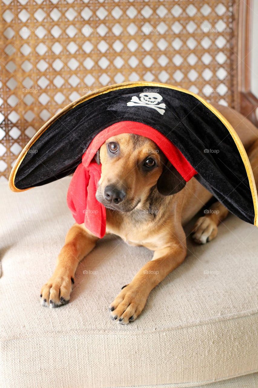 pirate costumed dog