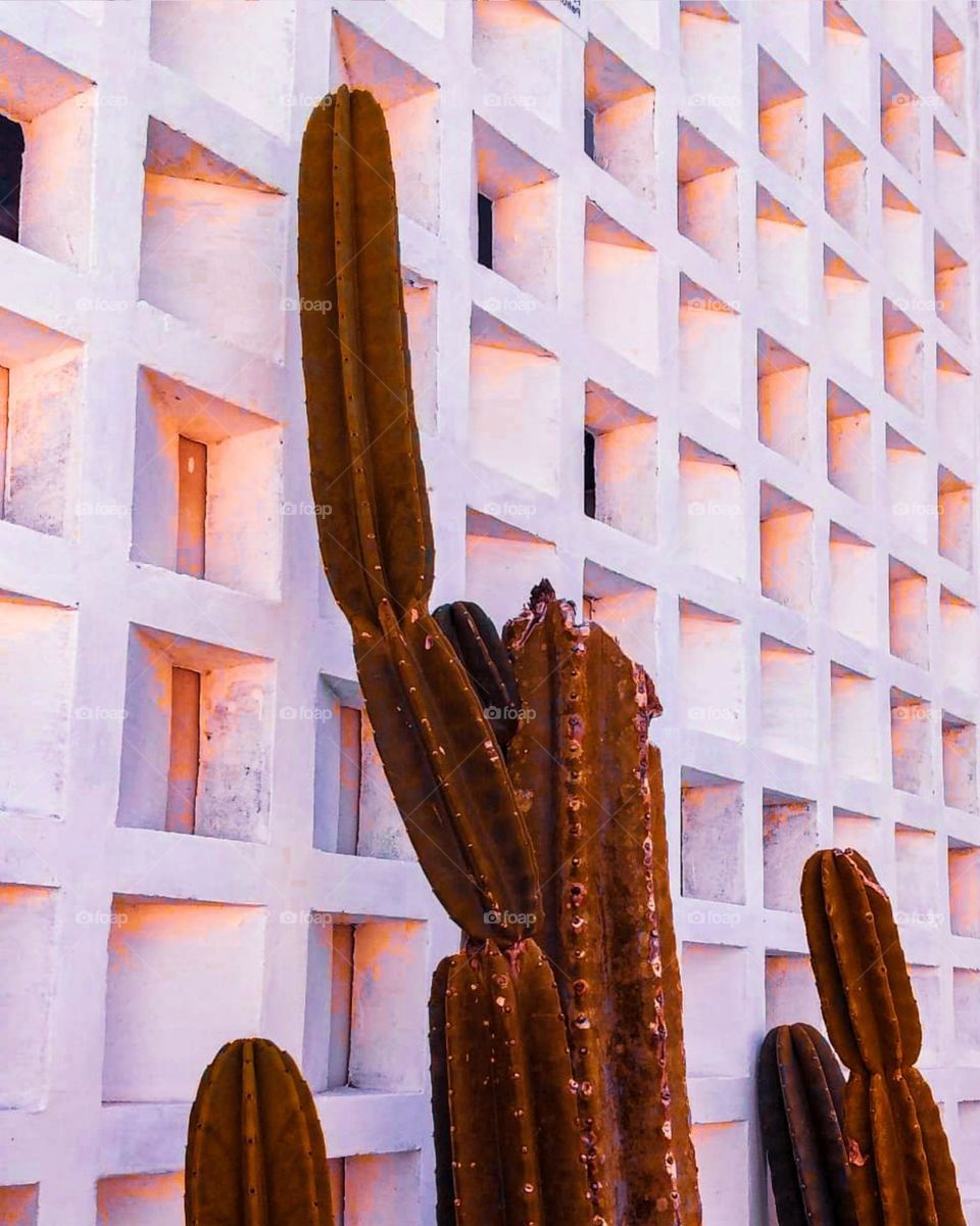 Portrait of a cactus growing in front of a gap in the wall. A dark green cactus with a rough texture and sharp protrusions is clearly visible in front of the wall