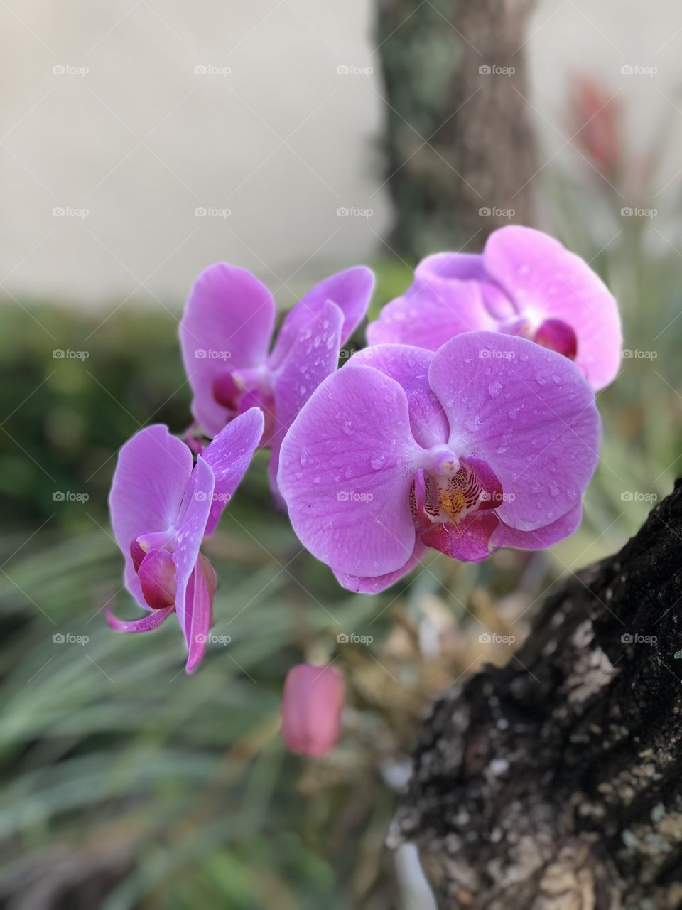 orchid 