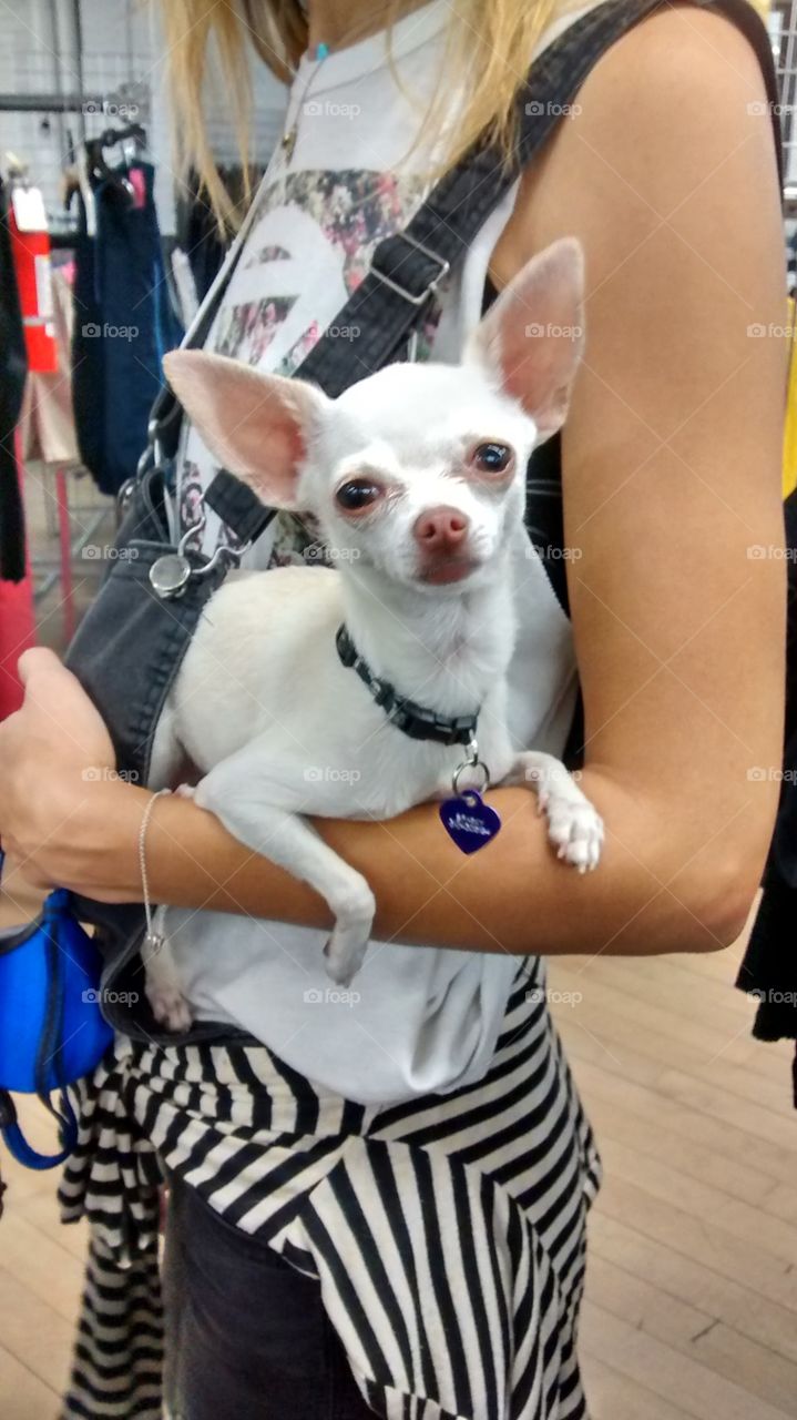 Pets in the City Shopping With Owner