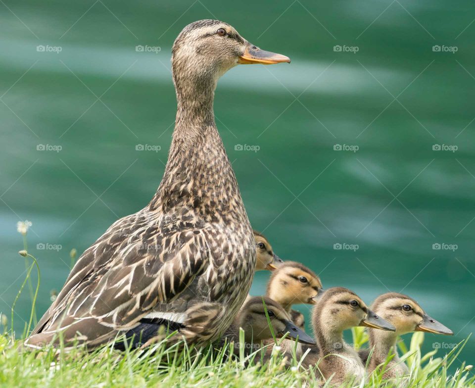 the duck family