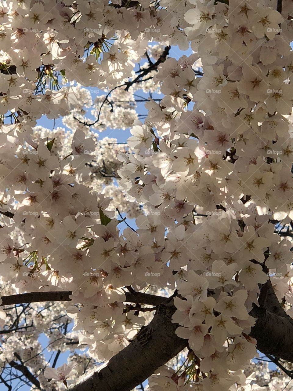 Sakura blossoming 