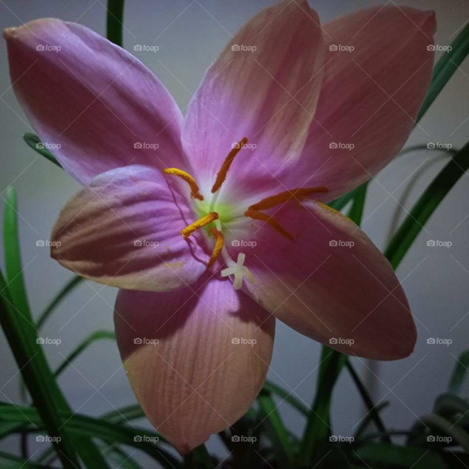 Zephyranthes carinata 