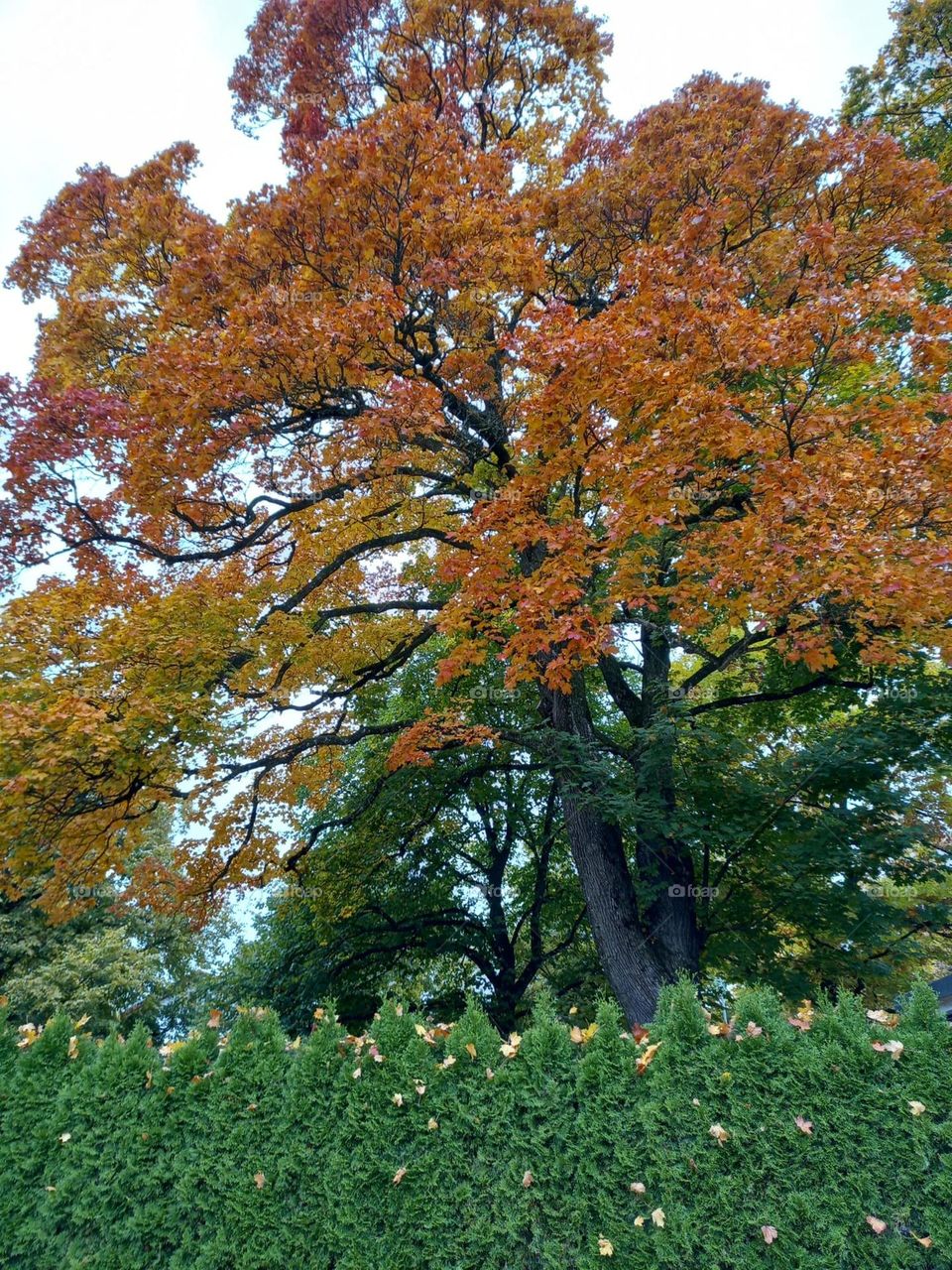 Beautiful Tree in Early Autumn
