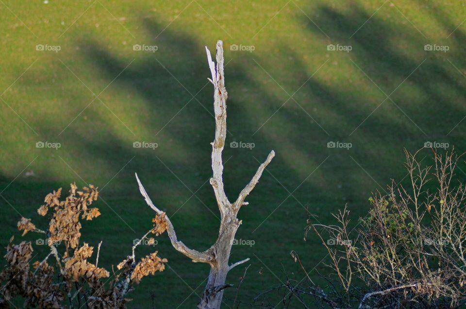 Dead tree