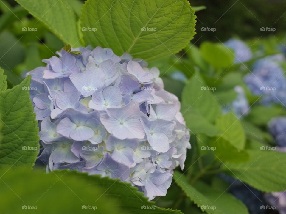 hydrangea
