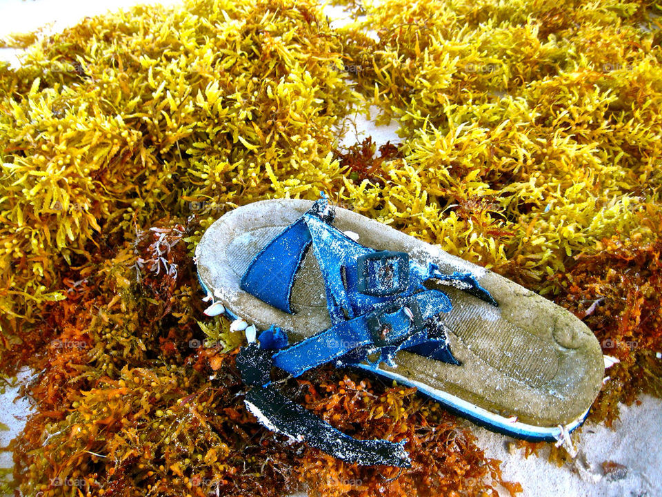beach ocean trash seaweed by jonesaceae