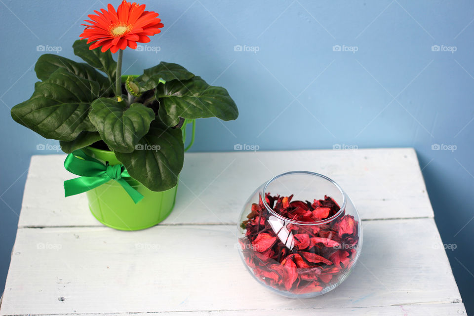 Flower in a pot and a glass vase with rose petals on white table