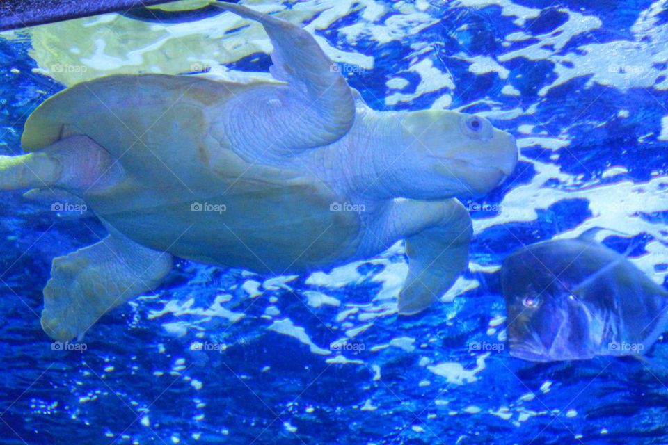 albino sea turtle