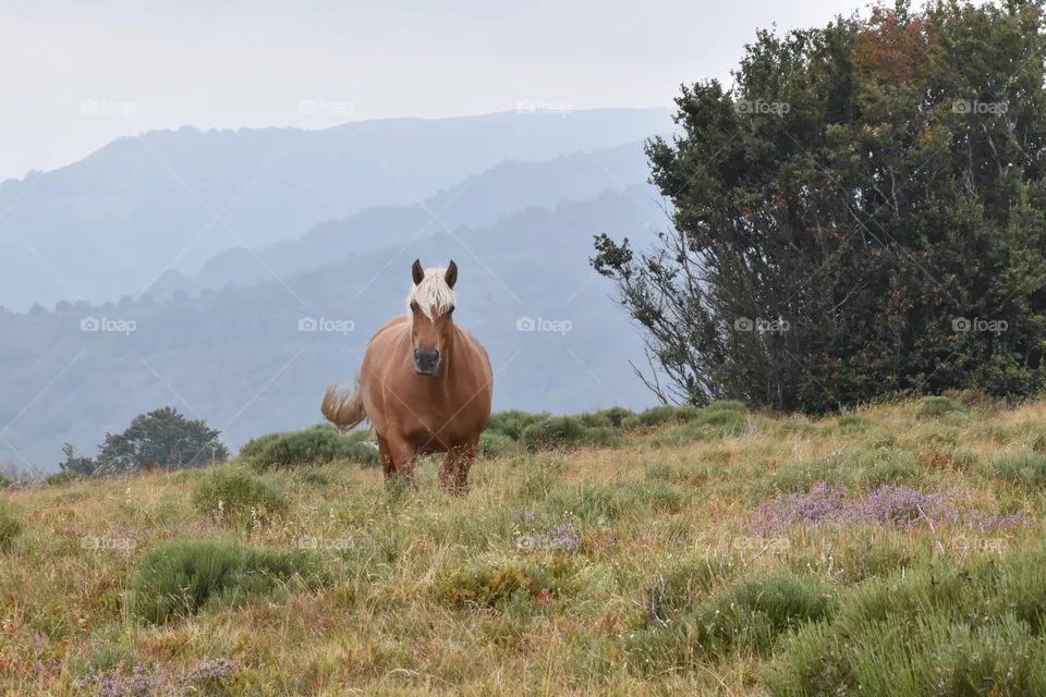 Free range horse with natural landscape 