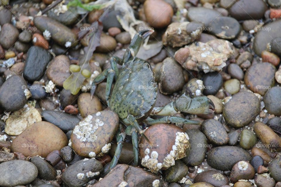 Crab