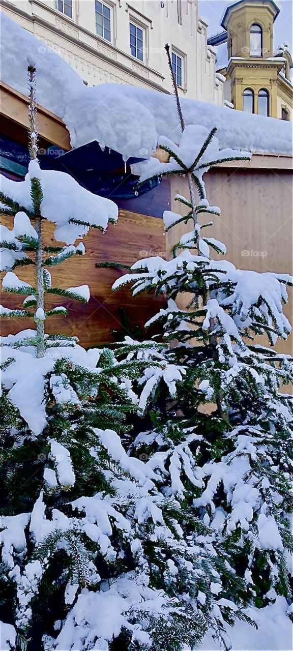 Christmas trees are offered just about everywhere this time of year. The evergreen trees pictured here are being sold specifically as part of the “Christkindlmarkt”, a Christmas fair in “Straubing”, “Bavaria”, Germany. 2023. Hypnotic Productions