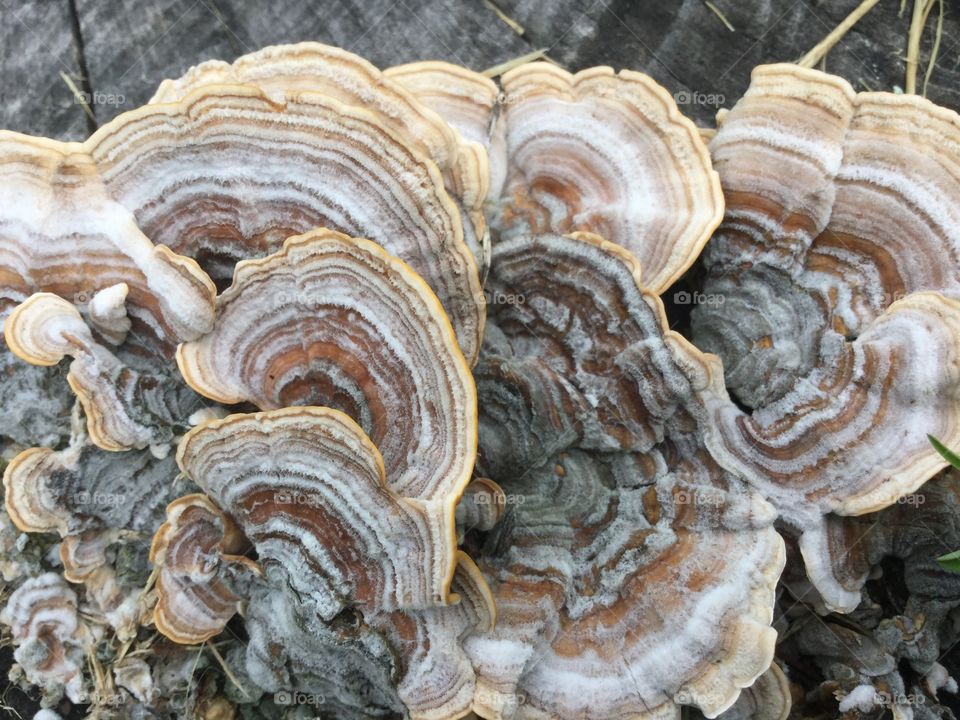 Fungi on Wood