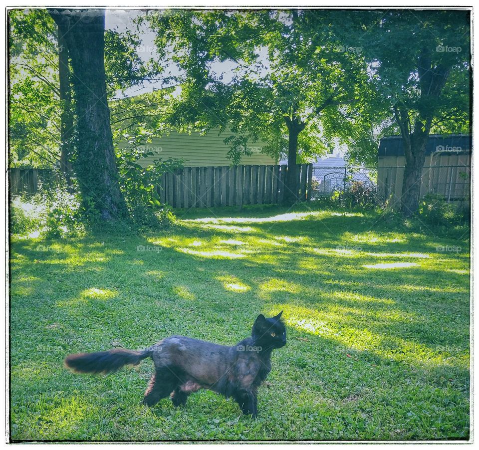 Onyx cat striking a pose.
