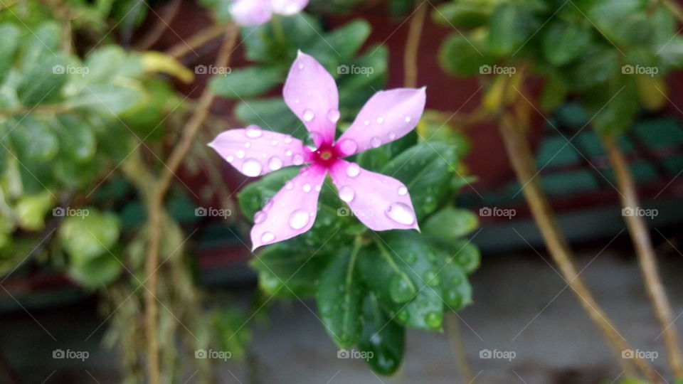 waterdrop Flower