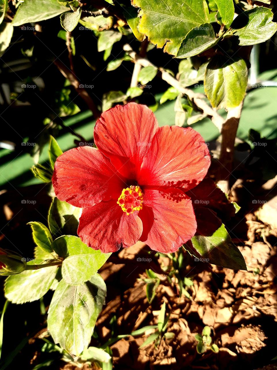 A close-up of a vibrant red hibiscus flower in full bloom, surrounded by green leaves and lit by natural sunlight, captured in Ait Melloul on January 1, 2025