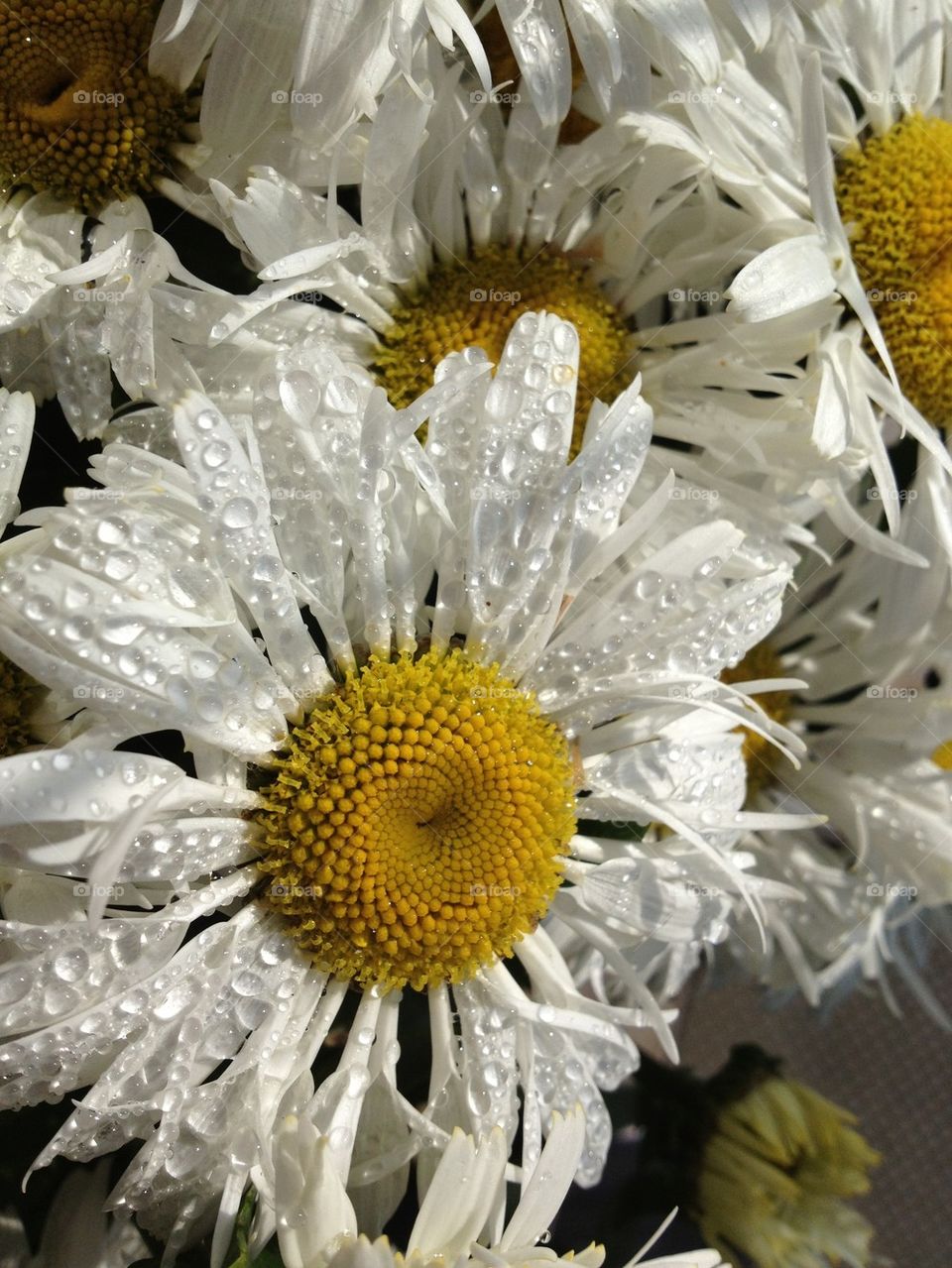 Daisy flower