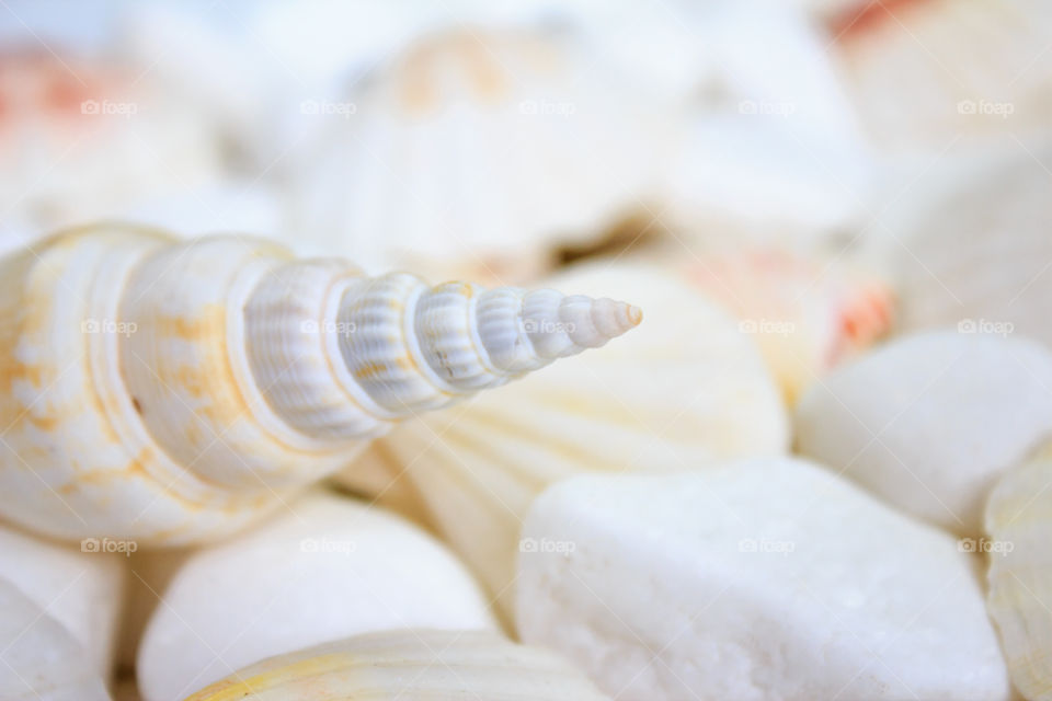 seashells on a background of white stones