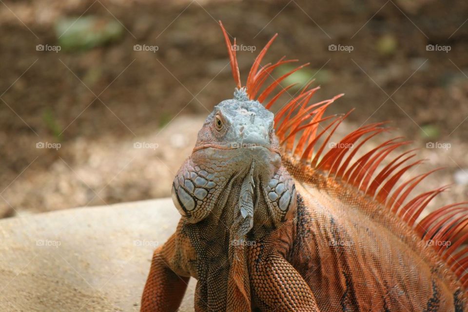 Iguana Orange 