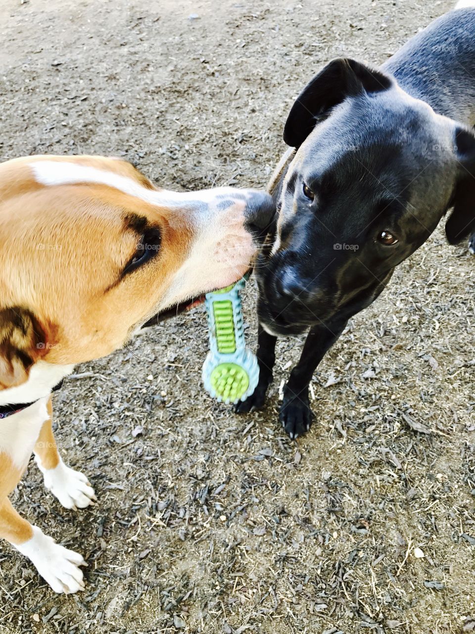 Dogs with Toy